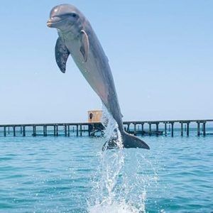 Nuotare con i delfini a Punta Cana - La migliore scoperta dei delfini in 60 minuti