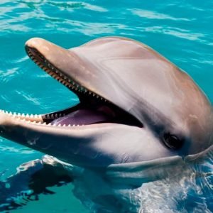 Puerto Plata: Ocean World Adventure Park Tagespass