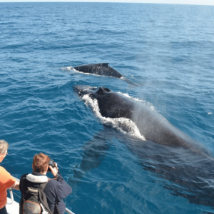 Samana: Celodenní výlet za velrybami a na Cayo Levantado