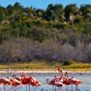 Národní park Jaragua: Prozkoumejte Lagunu de Oviedo
