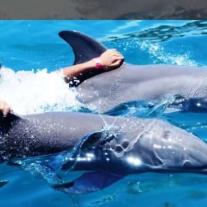 Nuotata VIP con i delfini all'Ocean World di Puerto Plata