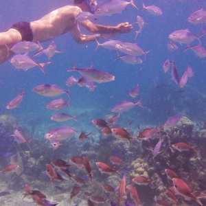 Excursion d'une journée sur l'île de Catalina avec plongée en apnée