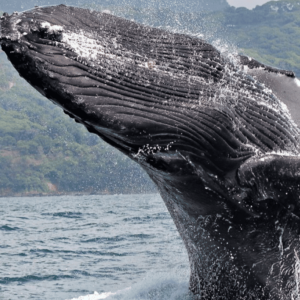 Las Terrenas: Private Whale Watching Half day